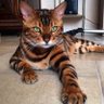 Bootsie Ⓥ🧢🌺 profil fotoğrafı