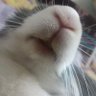 Mena🐰's profile picture