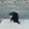 ねこきち 的头像