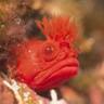 DarthFish's profile picture