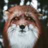 BabyKahoona's profile picture