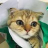 雷神有个锤子's profile picture