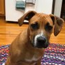 Фото профиля Piccolo Pete (Lizzie) 🇺🇸🏳️🌈💙