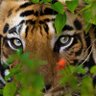Jones Tigers Football's profile picture