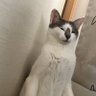 千年花's profile picture