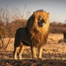 سالم الخولاني AS profil fotoğrafı
