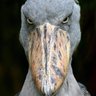 Фото профиля disgruntled_chode