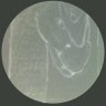 Free Dragoons 的头像