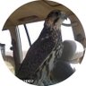 ﮼صـــالح،المريخي profil fotoğrafı