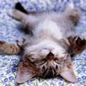 チイさん🐱's profile picture