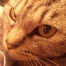 TOBE('22-23/20年生きた猫の同居人) profil fotoğrafı