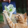 にゃー蔵 profil fotoğrafı