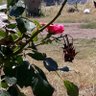bsantcaterc profil fotoğrafı