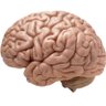 brainbrainbrainbrainbrainbrain's profile picture