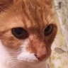 Фото профиля toranohaha😻😸🐱🎹🎹