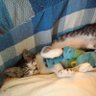 遊屋 profil fotoğrafı