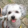 shidayoko's profile picture