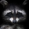 Raccoonicorn43 profil fotoğrafı