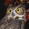 Antithesis's profile picture
