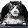 Profilbild von Tiddles' Revenge