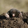 Profilbild von Mr Scary Mole