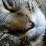 ねこがすきnorimasu 的头像