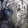 トラジロ🐯🕊️消費税なんて廃止しろ🕊️🇯🇵 的头像