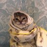 стая лающих собак из западной псарни 的头像