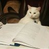 michi de biblioteca's profile picture