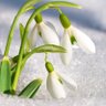 SnowDrop profil fotoğrafı