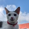 Lazy Cat's profile picture