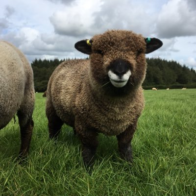 🐑 Farmer Dixon 🐐🐮🐓🐏🌿's profile picture