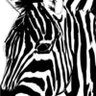 TofZeb's profile picture