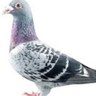 Profilbild von hato