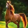Фото профиля سنوات الأمل