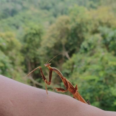 Borneo Wild Insects's profile picture