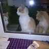 Константин profil fotoğrafı