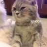 золотко's profile picture