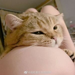 shapaozi666's profile picture