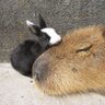 ごんごごん 的头像