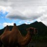一只太阳花 profil fotoğrafı