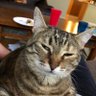 MHouston's profile picture