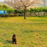 Фото профиля るりすずめ