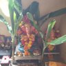 Balaji G. Bachewar 的头像
