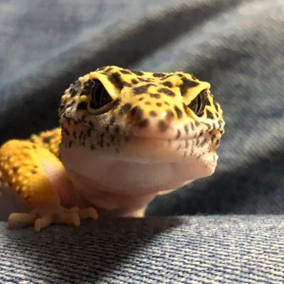 🕷SHUN🐛's profile picture
