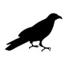 Profilbild von Quoth the Raven