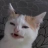 Nicolas Gleiser's profile picture