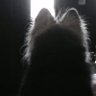 夜月(よるづき) profil fotoğrafı