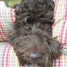 Reagan the Doodle 的头像