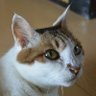 wankonyan🐈 profil fotoğrafı